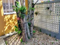 #CA00175 - Casa para Locação em Caraguatatuba - SP
